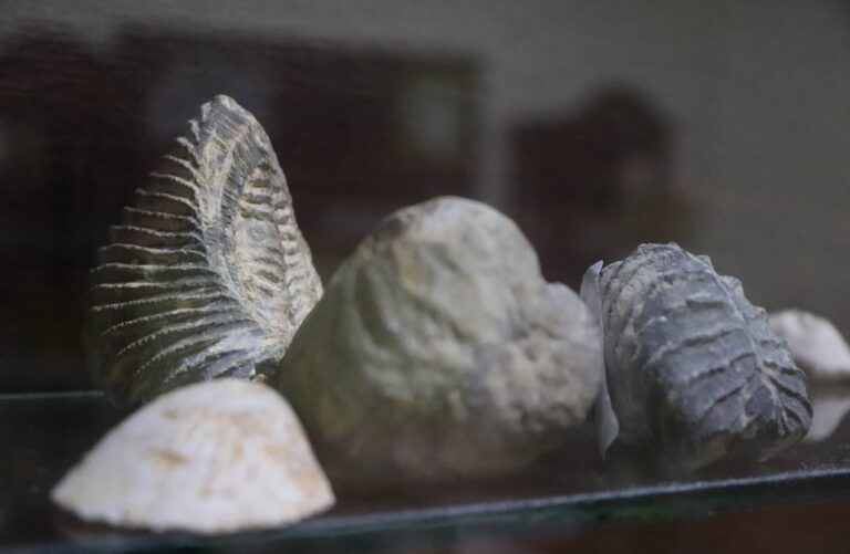 Atractivos del Museo Regional de Tepexi