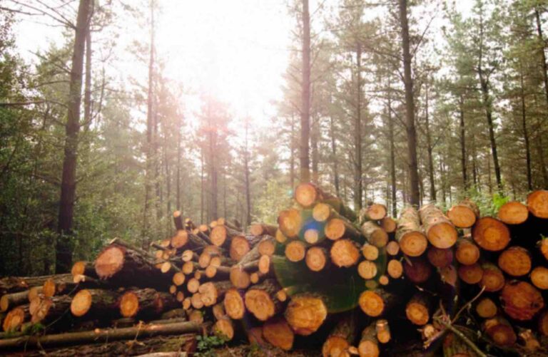 Philias| La producción forestal en México