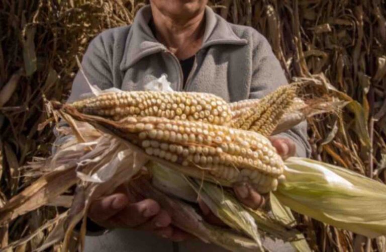 Negociantes poblanos; principales afectados por aumento en el precio del maíz