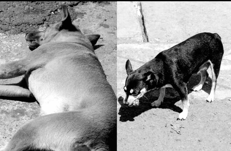 Perros envenenados mueren por montón en Atlixco