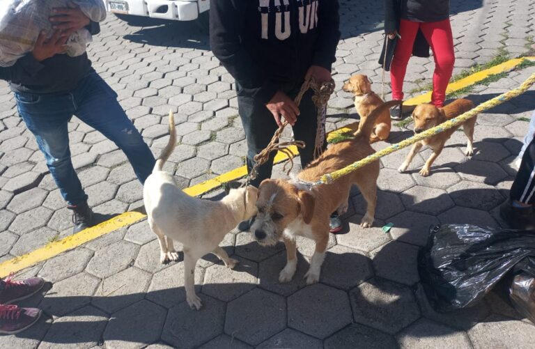 Denuncian incremento de perros callejeros en colonias del sur