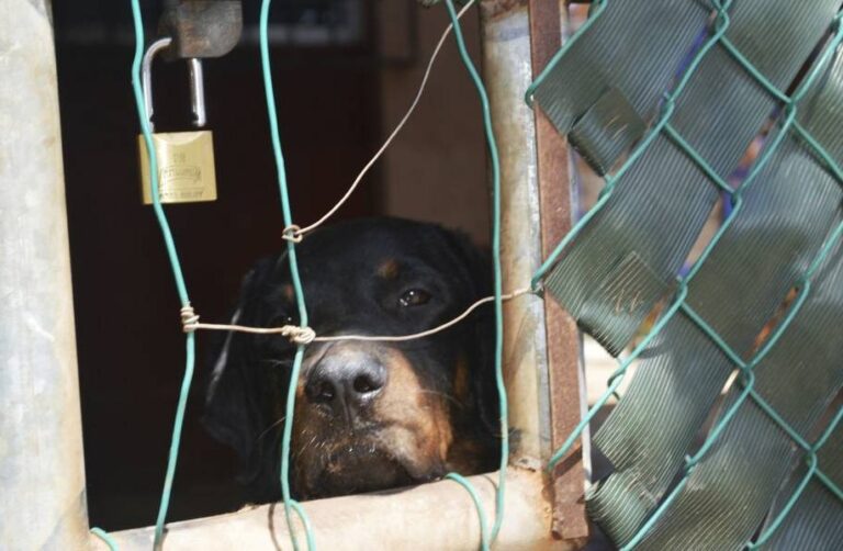 Rescatan a animales maltratados en Puebla