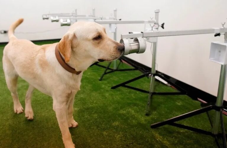 Caninos están siendo entrenados para detectar Covid-19