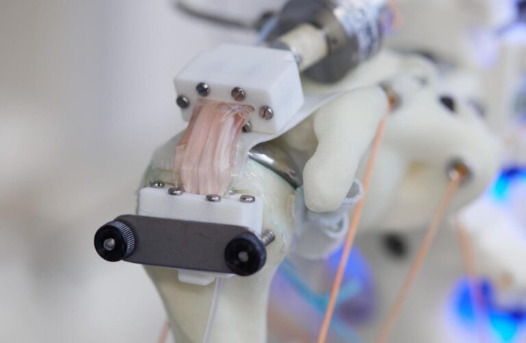 Cultivan con éxito tejidos humanos en esqueletos robóticos en movimiento
