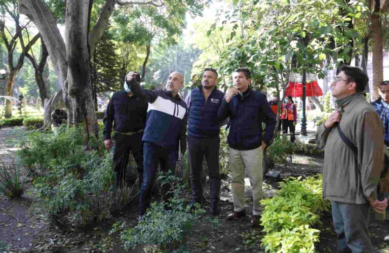 Retirarán cinco árboles del zócalo afectados por lluvias y vientos atípicos