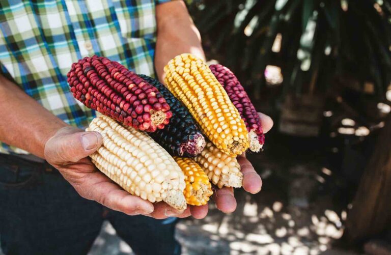 Imposible bajar los precios de los alimentos sin modernizar al campo