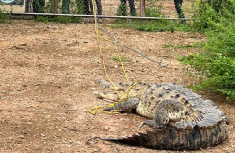 Aseguran cocodrilo en Navolato, deambulaba por las calles; el sexto en 15 días