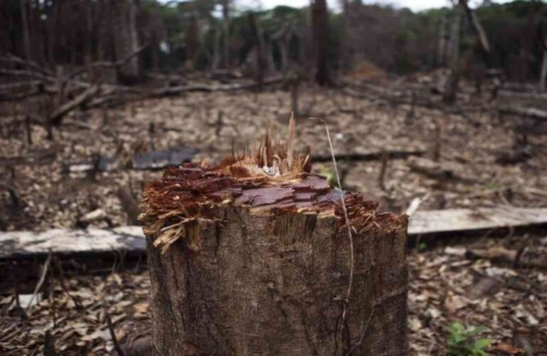 Philias| Los bosques también se enferman