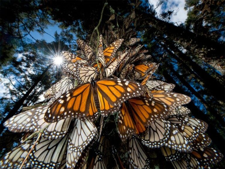 Disminuye un 22% el territorio ocupado por la mariposa monarca en México 