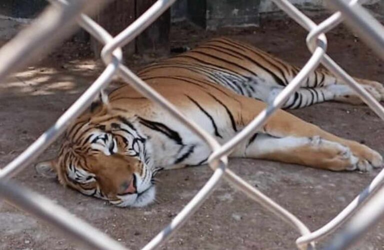 Rescatan 25 animales exóticos durante cateo en Huixquilucan