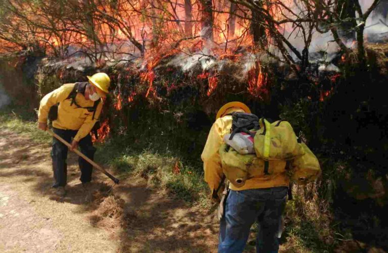Extinguidos 282 incendios forestales en más de cuatro meses: Medio Ambiente