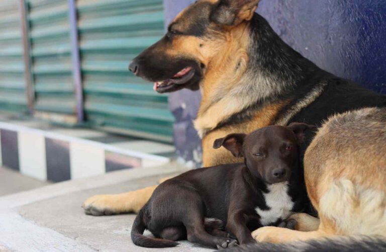 En Puebla, ningún caso de maltrato animal queda impune: Sergio Salomón