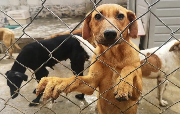 En los últimos 3 años se han registrado 147 denuncias por maltrato animal