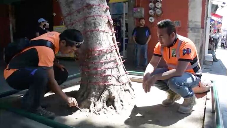 Detecta Ayuntamiento de Puebla árbol con riesgo de caída en la calle 5 de mayo