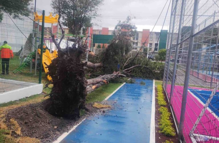 Negligencia del Ayuntamiento la caída de árbol en parque Las Hadas