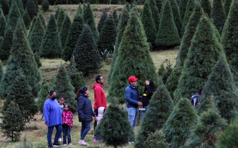 Ocoyucan se une a la campaña “Verde Navidad” de Africam Safari y ArboTerra