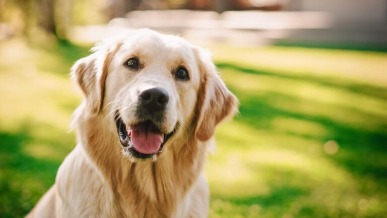 CURP para mascotas obligatoria en CDMX: multa de hasta 3 mil pesos
