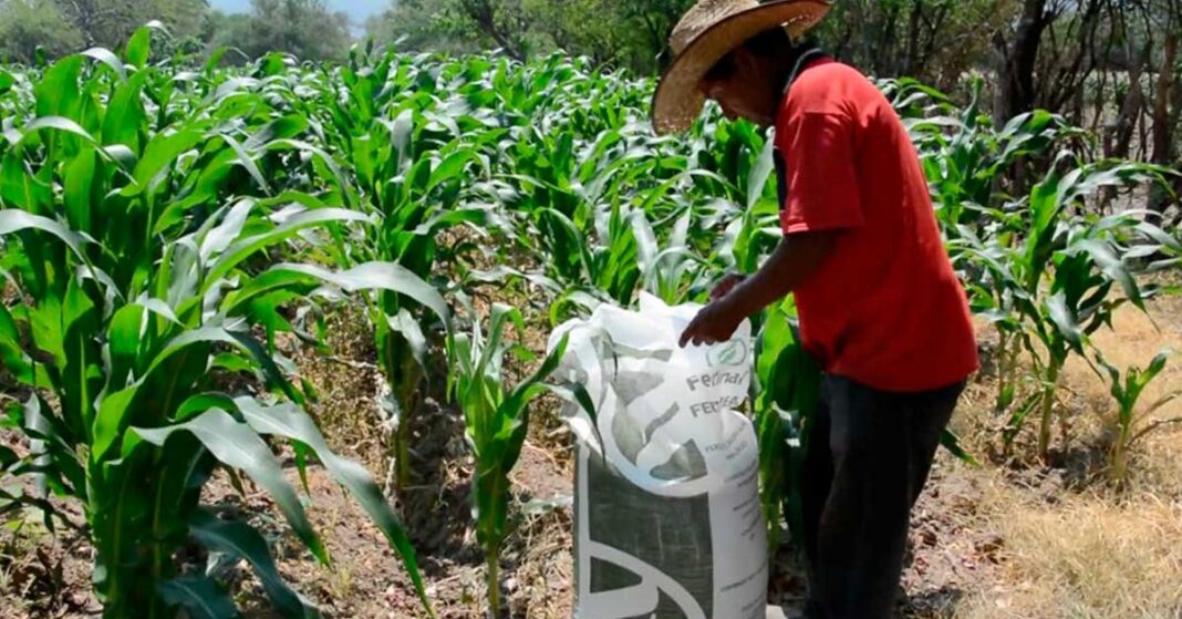 Ante la falta de apoyos al campo en Veracruz en riesgo el 40% de la ...