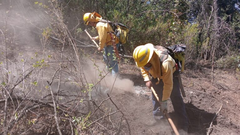 Medio Ambiente ha registrado 246 incendios forestales en lo que va del año