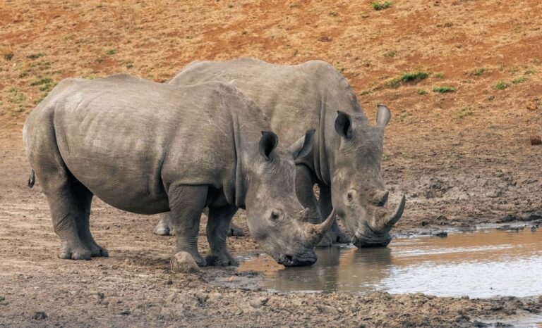Sudáfrica inyecta material radiactivo en cuernos de rinocerontes contra la caza furtiva