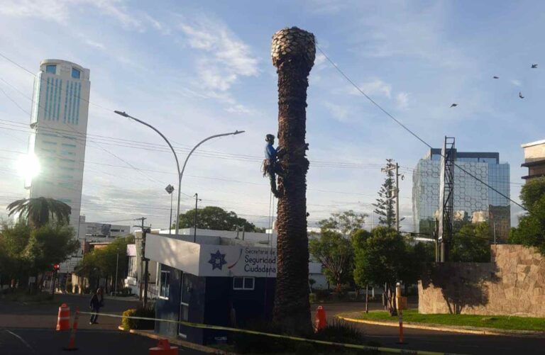 Se derribarán palmeras enfermas en La Paz
