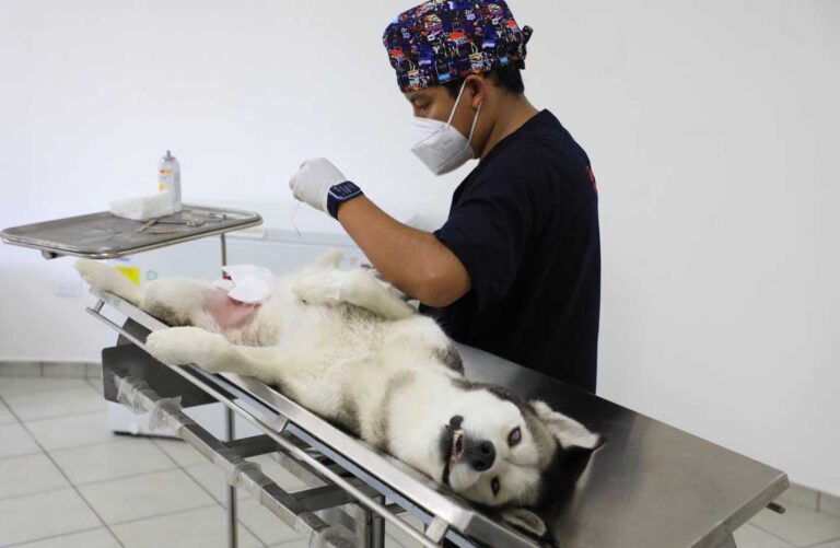 Realizarán Semana del Bienestar Animal en Puebla capital