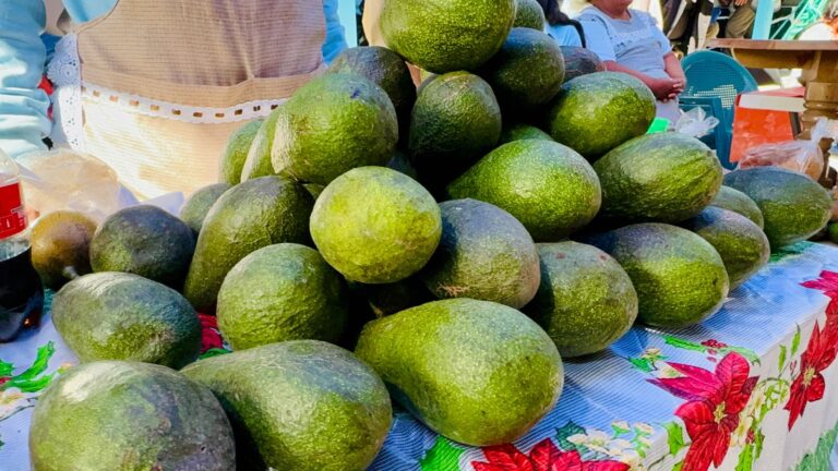 Atlixco, quinto lugar nacional como productor de aguacate