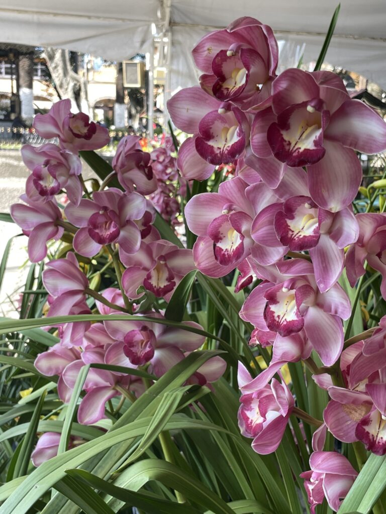 ¡Da inicio la Expo Orquídea 2024 en Huauchinango!