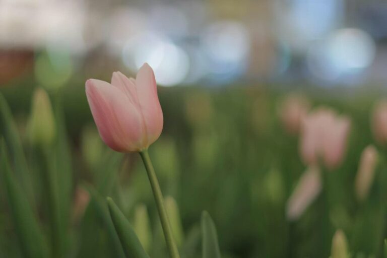 Lánzate a Atlixco la primera expo del Tulipán