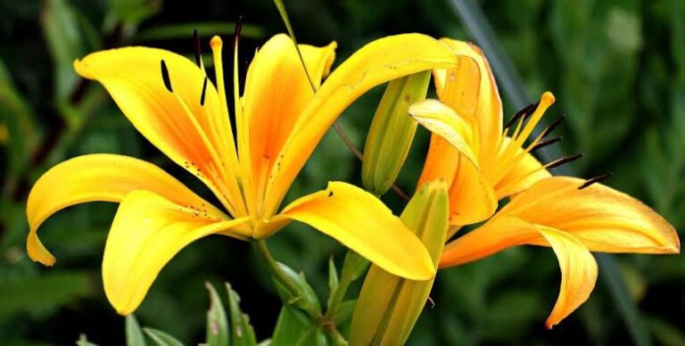 El significado de las flores amarillas