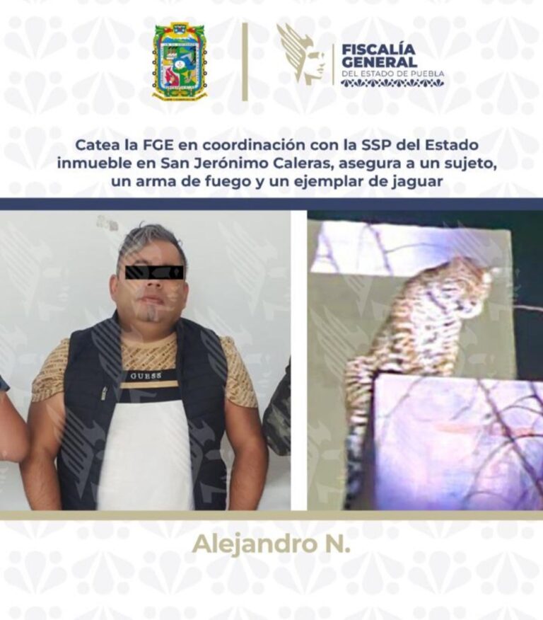 Rescatan a ejemplar de jaguar en domicilio en Puebla tras operativo