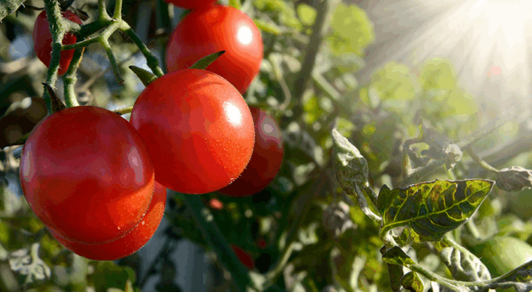 EU impondrá arancel de 21% a tomate mexicano