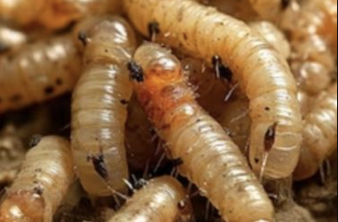 Gusano 1